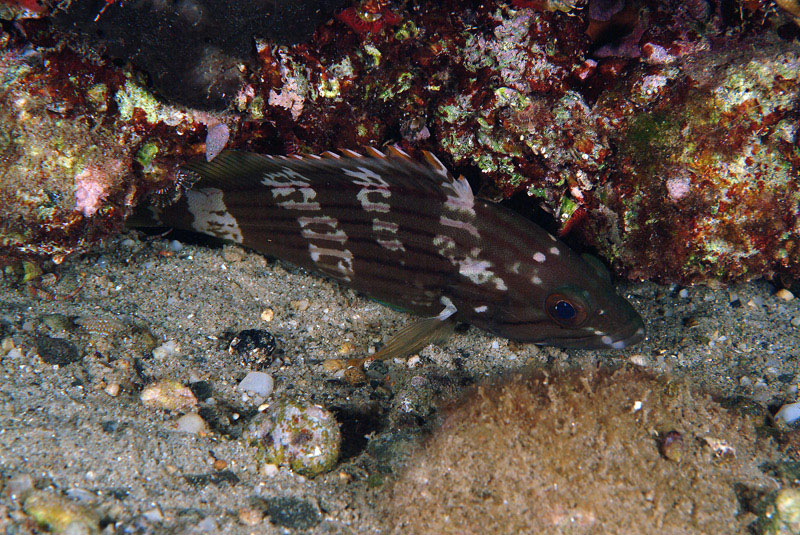 Epinephelus costae